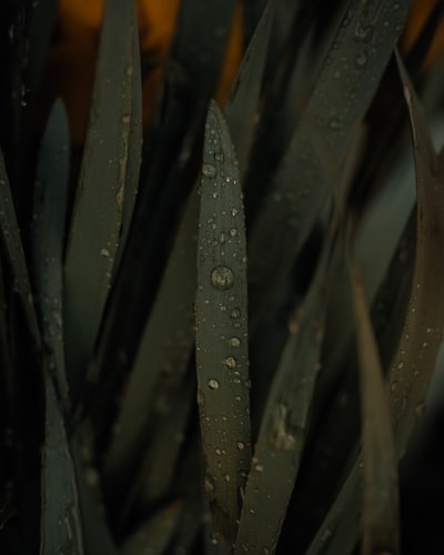 水滴在绿色植物
